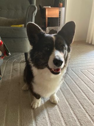 A black and white corgi cardigan sitting on a carpet in front of a recliner char and watching into the camera.