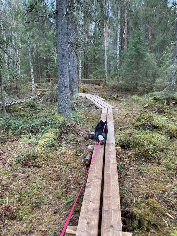 A black and white corgi walking on duckboards through a forest.