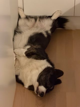 A black and white corgi cardigan lying on her back in the corner of a room.