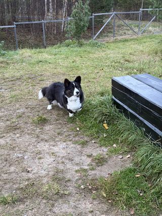 A black and white corgi cardigan investigating a bench in a dog park.