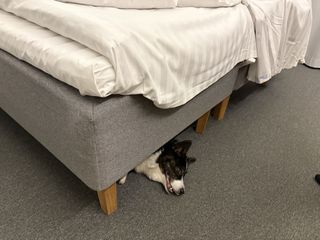 A black and white corgi cardigan lying under a bed, looking slightly crazy.