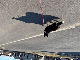 A black and white corgi cardigan walking down a road. She has an enormous shadow thanks to the evening sun.
