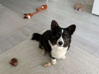 A black and white corgi cardigan sitting on the floor next to a few toys and looking into the camera.