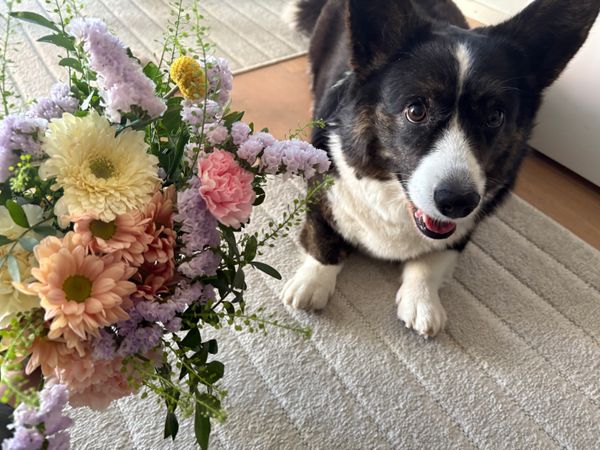 A black and white corgi next to a beautiful bouquet of flowers.