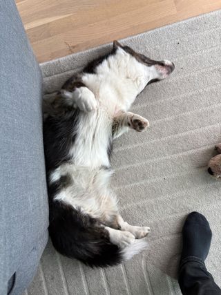 A black and white corgi cardigan lying on her back and showing her belly to the photographer.
