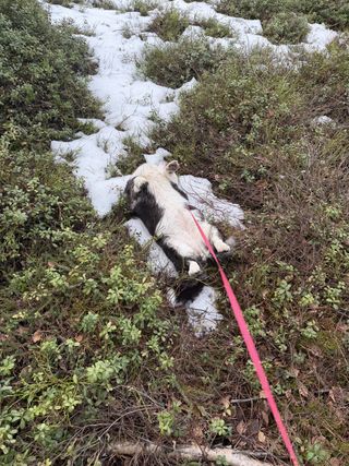 A black and white corgi cardigan rubbing her back on one of the last patches of snow in a forest.