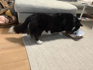 A black and white corgi cardigan ripping a cardboard box apart.