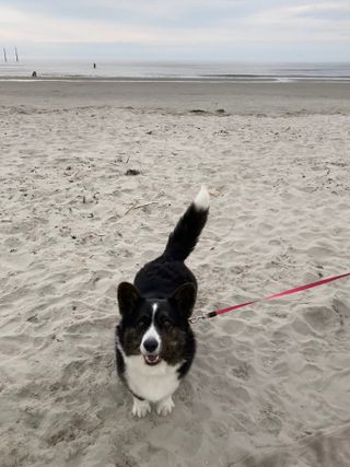 A black and white corgi cardigan standing on a wide sandy beach, smiling excitedly into the camera.