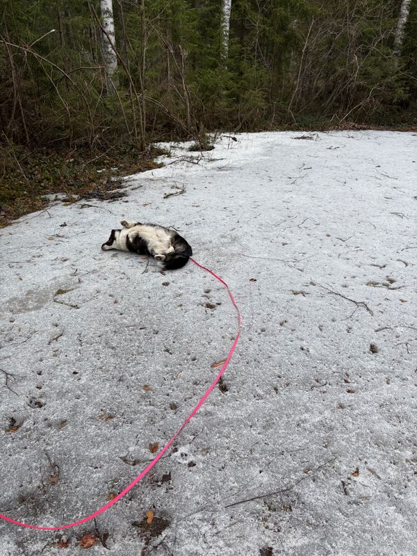A black and white corgi cardigan is enjoying a patch of snow she found, by rubbing her back on it.