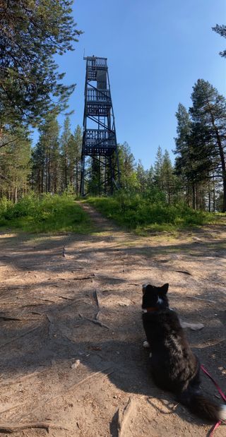 A black and white corgi cardigan sitting next to an observation tower, looking up at a person (me!) looking down.