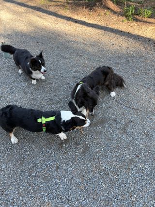 Three corgi cardigan's are visible in the photo. One of them (that's Napu!) is watching the two others fighting - in a civilized manner - over a stick, by tugging on it at the same time.