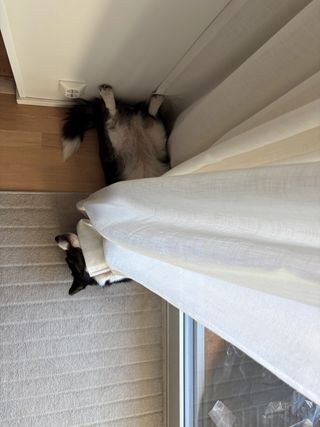 A black and white corgi cardigan lying on the floor belly up. She's somehow managed to wrap herself into the curtain while doing so.