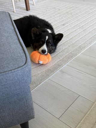 A black and white corgi cardigan lying with her head on a dog toy and looking straight at the camera.