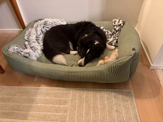 A black and white corgi cardigan lying in her dog bed, looking somewhat defiantly into the camera.