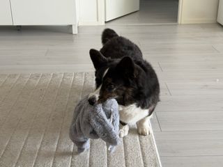 A black and white corgi cardigan with toy in her mouth.