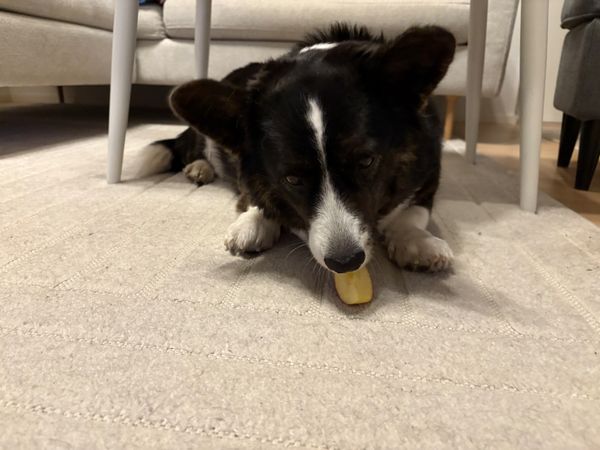 A black and white corgi lying on the floor and eating an apple slice under a couch table.