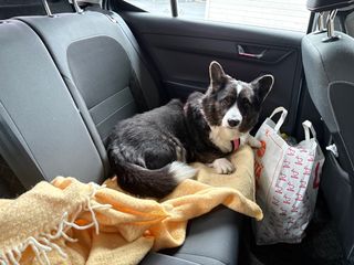 A black and white corgi cardigan on the back of a car.