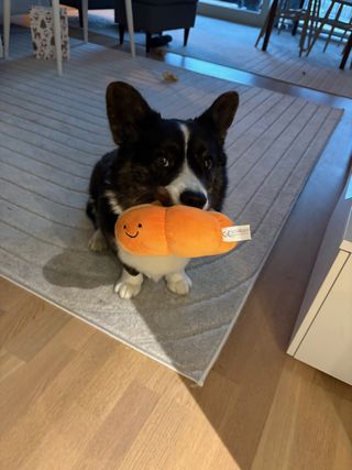A black and white corgi cardigan sitting on the floor with an orange dog toy in her mouth. There is a smiley stitched on to the toy and Napu looks expectantly.