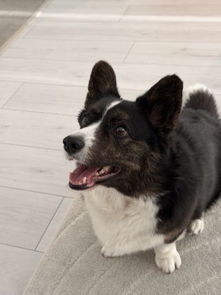 A black and white corgi cardigan looking excited.