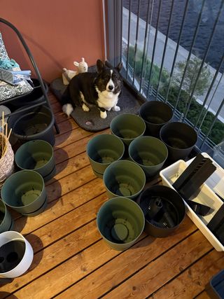 A black and white corgi cardigan sitting on a dog bed on the balcony. There are a lot of empty pots on the balcony as well. A path leads from where the photographer is standing to her spot next to banisters.