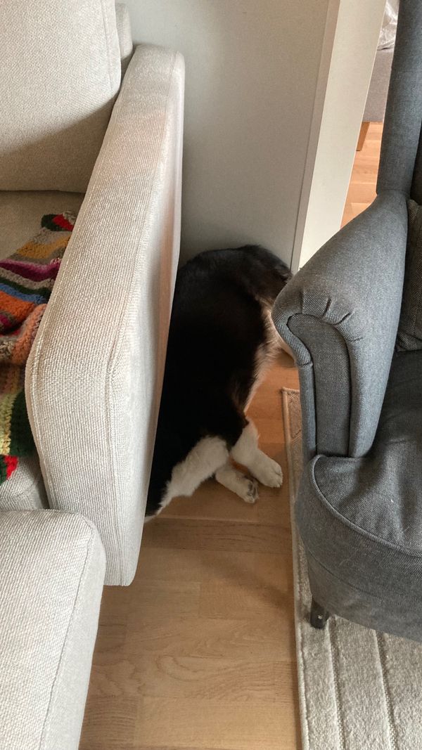 A black and white corgi lying next to a couch with her head under it in such a way that it is not visible from the perspective of the eye.