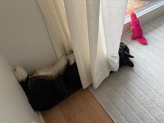 A black and white corgi cardigan sleeping belly up under a curtain next to a balcony door. There is a pink dog toy next to her.