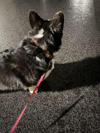 A black and white corgi cardigan watching away from the camera showing the beautiful fur on the back of her head.
