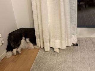 A black and white corgi cardigan lying next to a balcony door. Half her body is hidden behind a curtain so that only her lower half and her snout is visible.