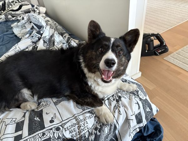 A black and white corgi cardigan sitting on a guest bed (for humans) looking playfully into the camera.