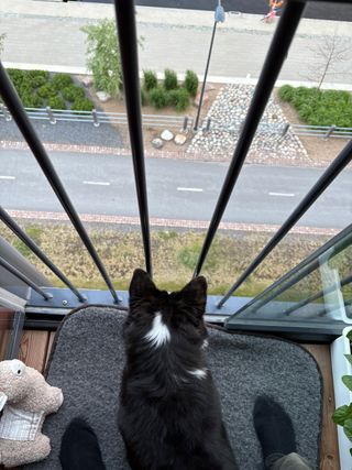 A black and white corgi cardigan looking down from the balcony onto the sidewalk below. It's a little hard to see, but there is a white dog that she is watching.