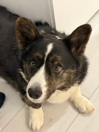 A black and white corgi cardigan staring somewhat intensely past the camera.