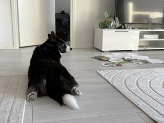 A black and white corgi cardigan doing a corgi sploot.