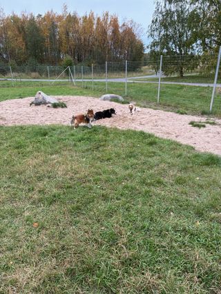 A black and white corgi cardigan and two other dogs playing in a dog park.