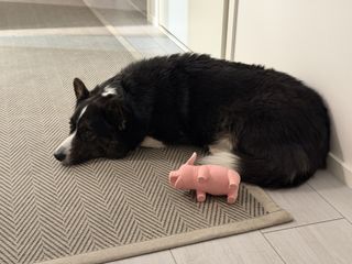 A black and white corgi cardigan lying next to a pug shaped dog toy.