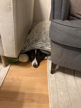 A black and white corgi cardigan lying on the floor, between a sofa and a sofa chair. She's hiding under a blanket. There is a dog toy next to her.