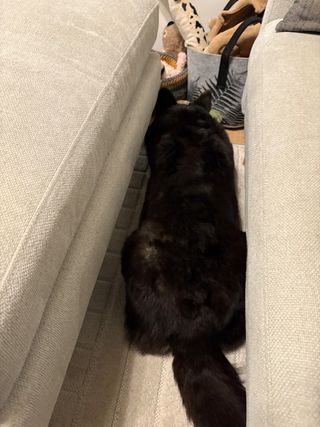 A black and white corgi cardigan lying in between a couch and a foot stool.