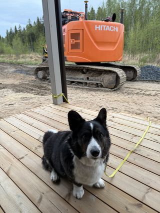 A black and white corgi cardigan sitting in front of a construction machine.