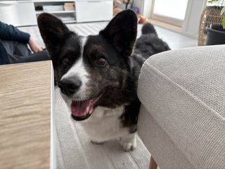 A black and white corgi cardigan looking playfully into the camera.