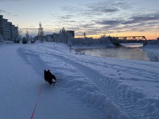 A black and white corgi cardigan walking through the snow. There is a canal to her right and a bridge going over it in the background.