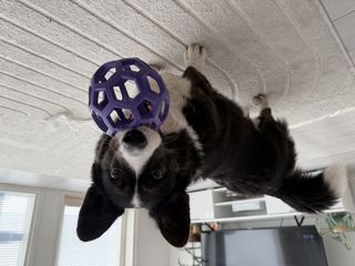 A black and white corgi cardigan standing and watching into the camera carrying a purple ball in her mouth.