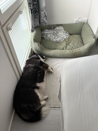 A black and white corgi cardigan sleeping next to her bed.