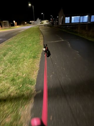 A black and white corgi cardigan being walked at night.