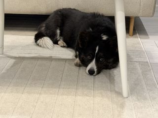 A black and white corgi cardigan lying under a table.