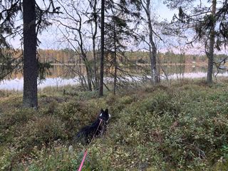A black and white corgi cardigan walking through a forest next to a lake.