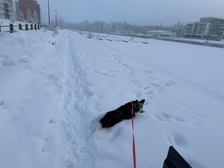 A black and white corgi cardigan lying in the snow in a somewhat urban winter landscape. Her face is also full of snow.