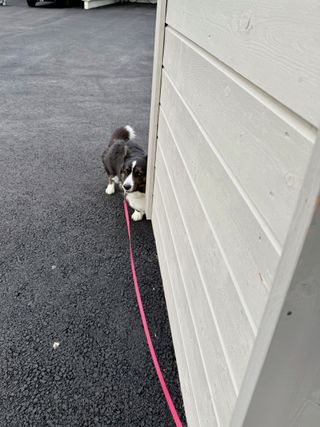A black and white corgi cardigan hiding a little timidly behind a building's corner.