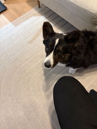 A black and white corgi cardigan siting next to a man's knee and watching up into the camera.