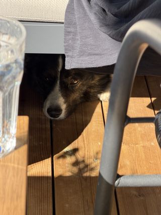 A black and white corgi cardigan hiding under a bench from the sun.