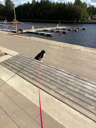 A black and white corgi cardigan sitting quite far away from the leash holder (and photographer), next to canal, enjoying the sun.
