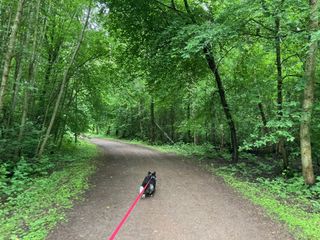 A black and white corgi cardigan walking through a forest.